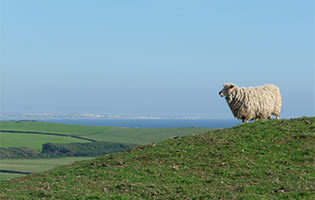 Sheep on a hill