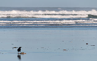 Crow on a beach